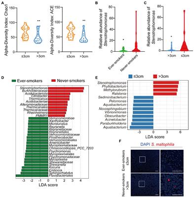 Stenotrophomonas maltophilia promotes lung adenocarcinoma progression by upregulating histone deacetylase 5